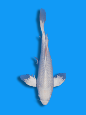 Butterfly Platinum | Koi&Co.